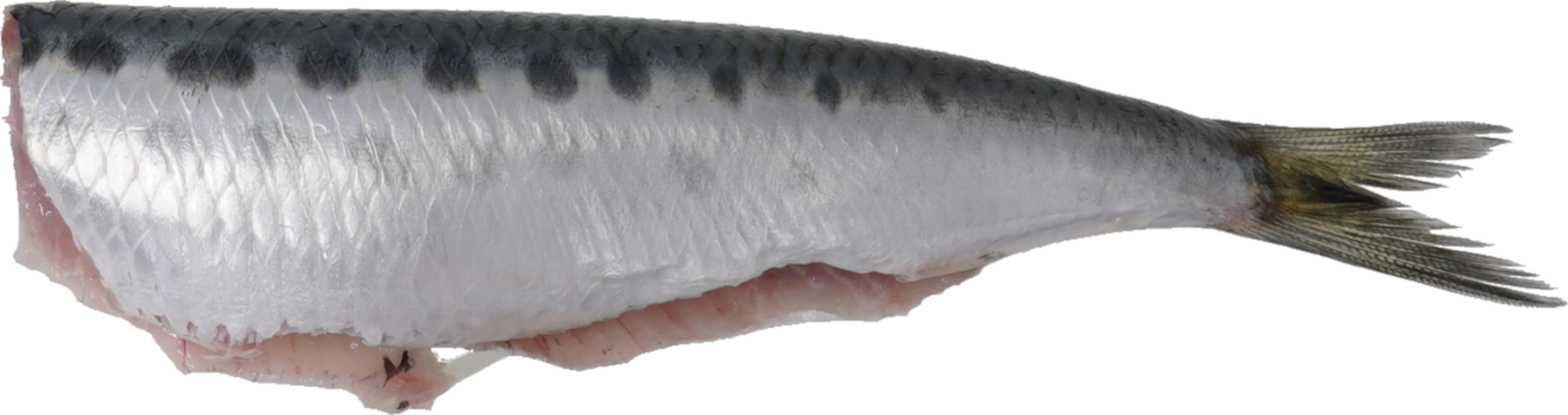 いわし 食品画像のそざい屋さん 商用可の食べ物フリー画像配布サイト