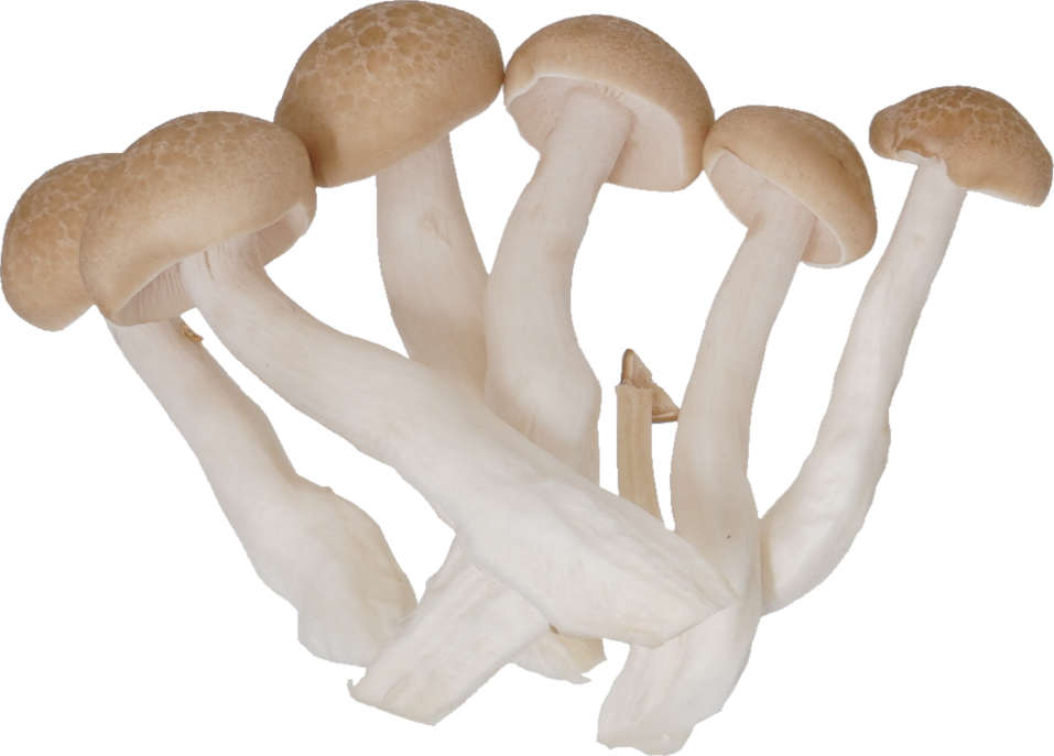 ぶなしめじ 食品画像のそざい屋さん 商用利用可のフリー画像配布サイト