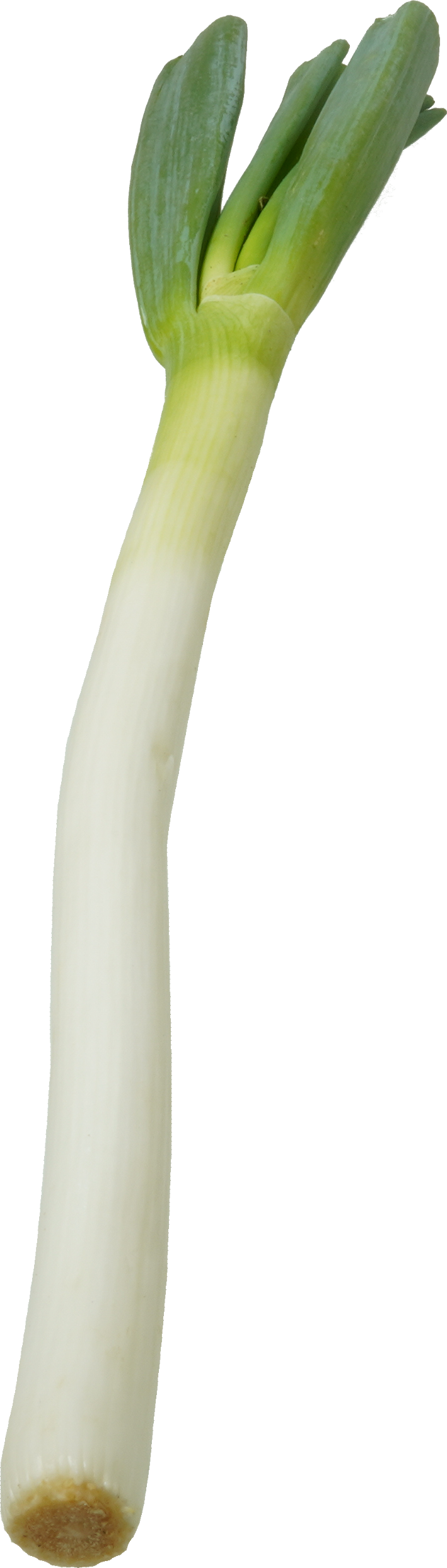 ねぎ（根深ねぎ）｜商用可フリー画像・背景透過