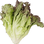 餃子の皮 食物画像のそざい屋さん 商用利用可のフリー画像配布サイト