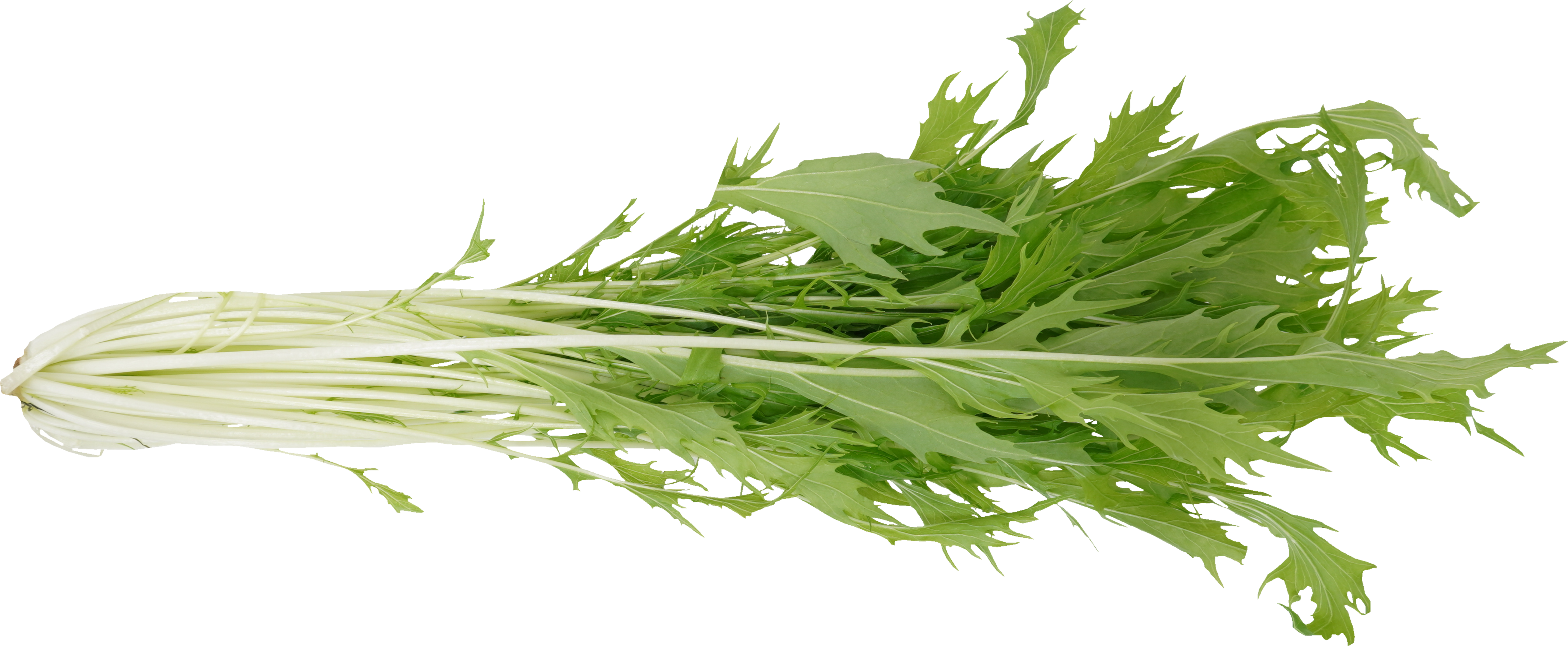 みずな 食品画像のそざい屋さん 商用可の食べ物フリー画像配布サイト