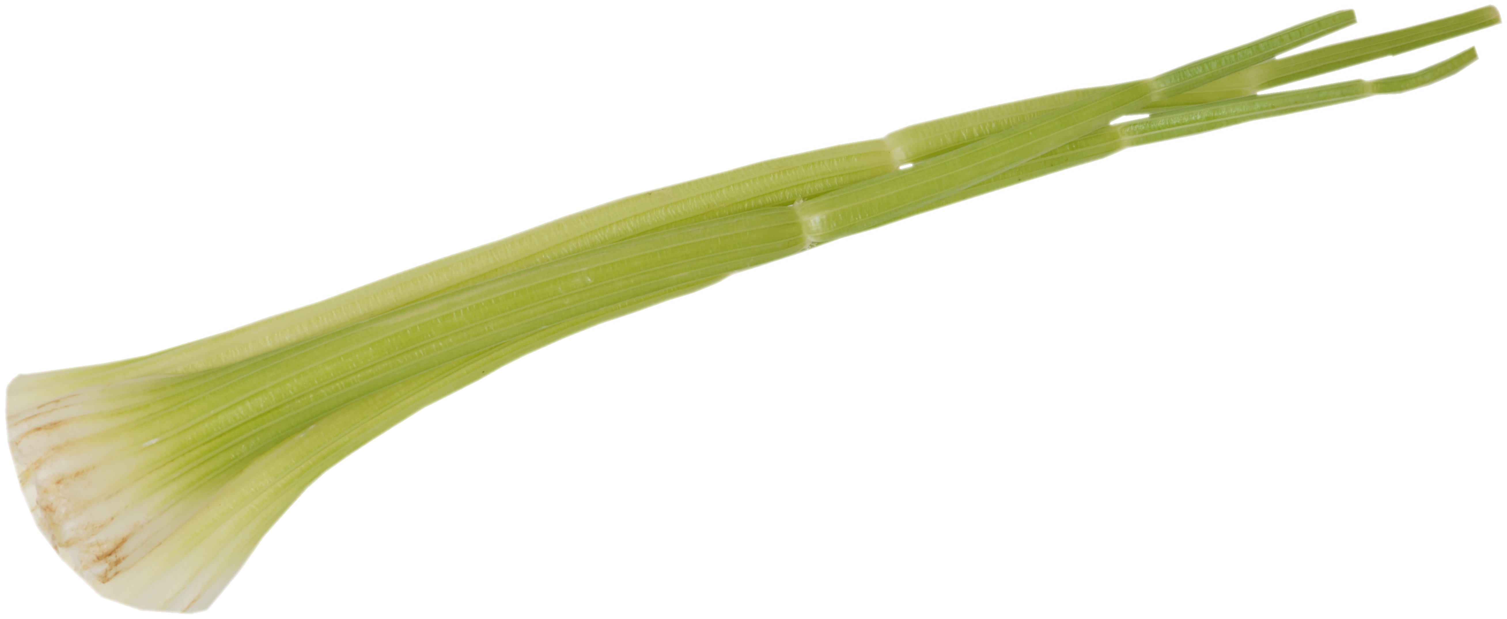 セロリ 食品画像のそざい屋さん 商用可の食べ物フリー画像配布サイト