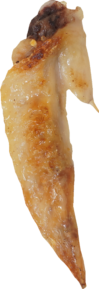 鶏 手羽先 焼き 食品画像のそざい屋さん 商用可の食べ物フリー画像配布サイト