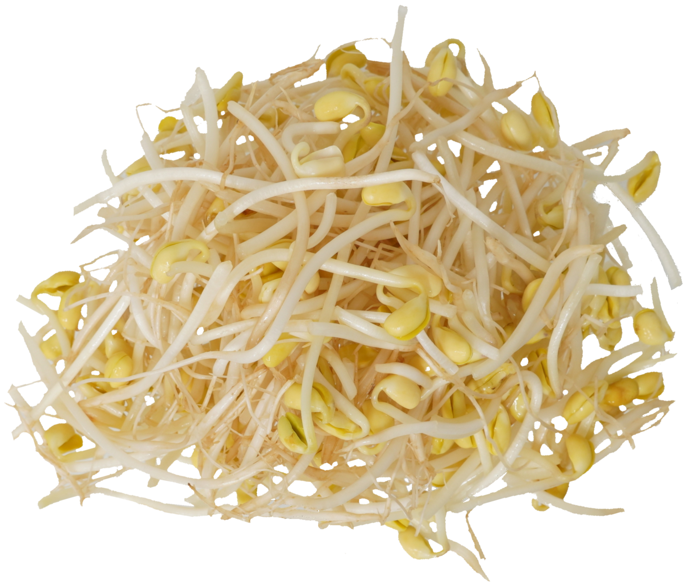 大豆もやし｜商用可フリー画像・背景透過