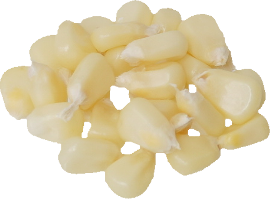 とうもろこし（白）｜商用可フリー画像・背景透過