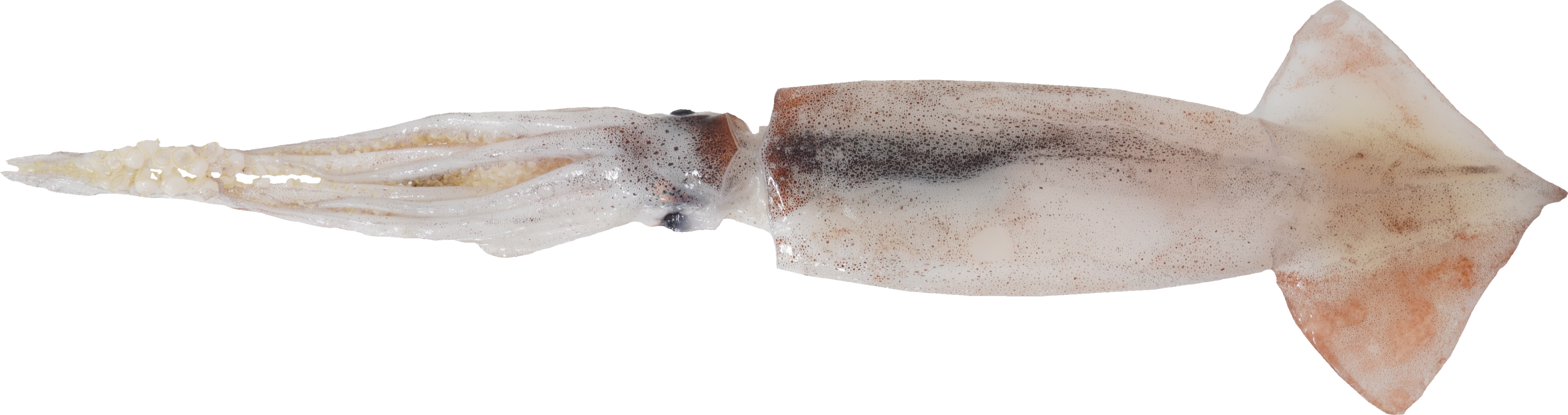 するめいか｜商用可フリー画像・背景透過