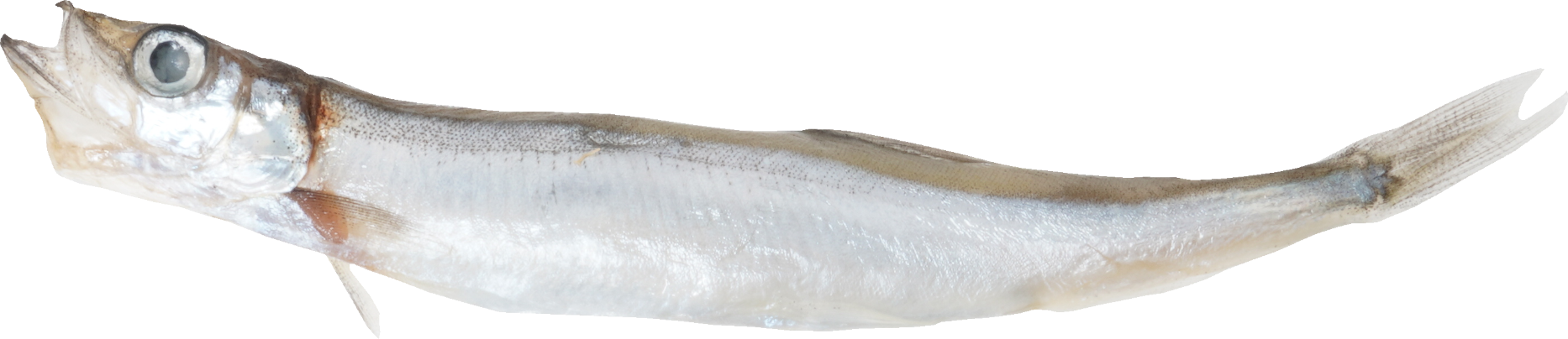 ししゃも｜商用可フリー画像・背景透過