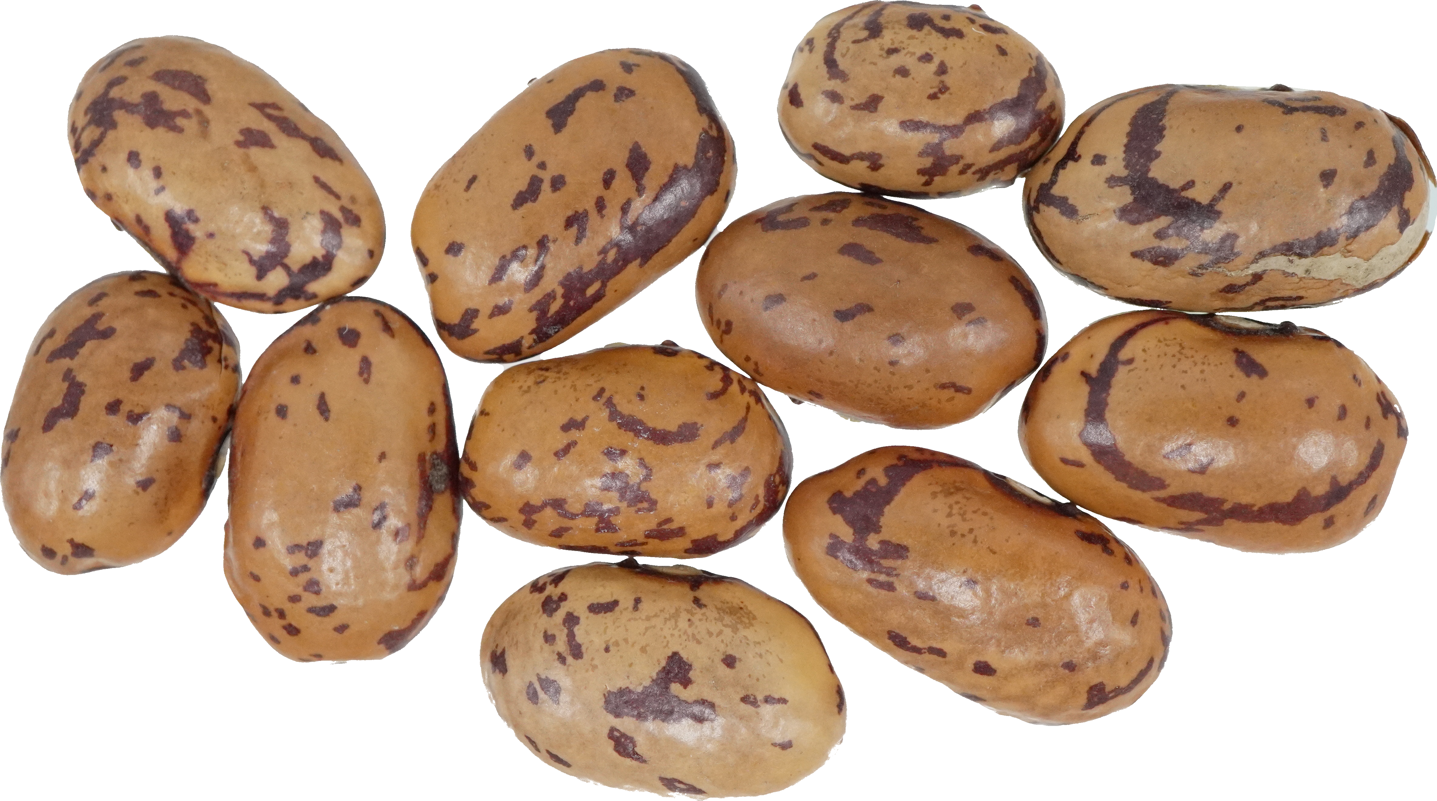 いんげんまめ（うづら豆）｜商用可フリー画像・背景透過