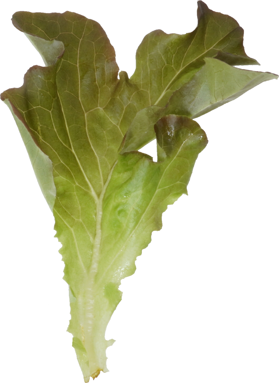 レタス（リーフレタス・レッドオーク）｜商用可フリー画像・背景透過