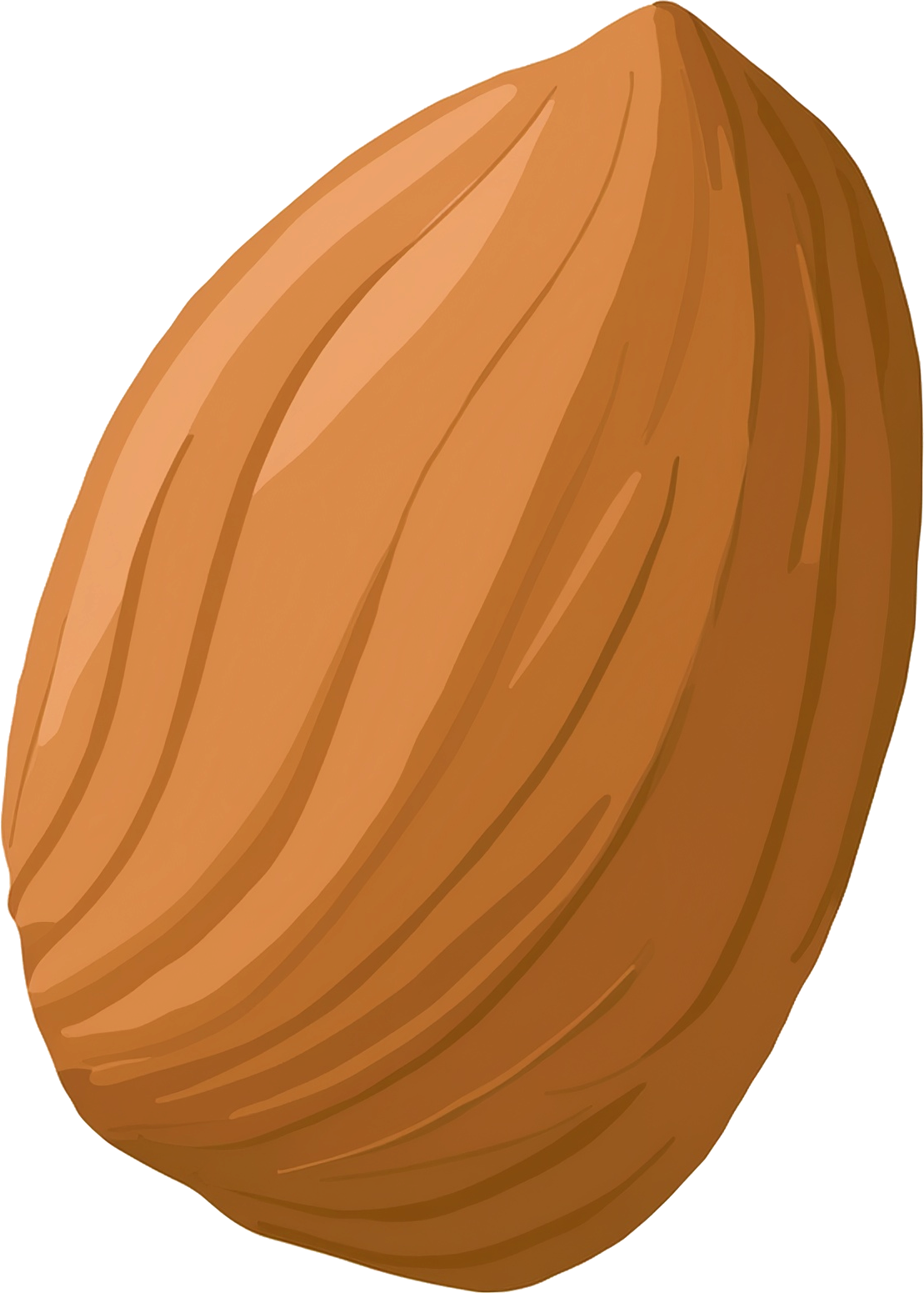 アーモンドのイラスト｜商用可フリー画像・背景透過