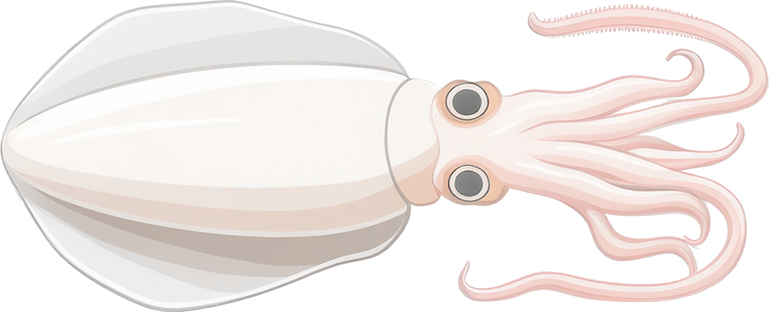 いかのイラスト｜商用可フリー画像・背景透過