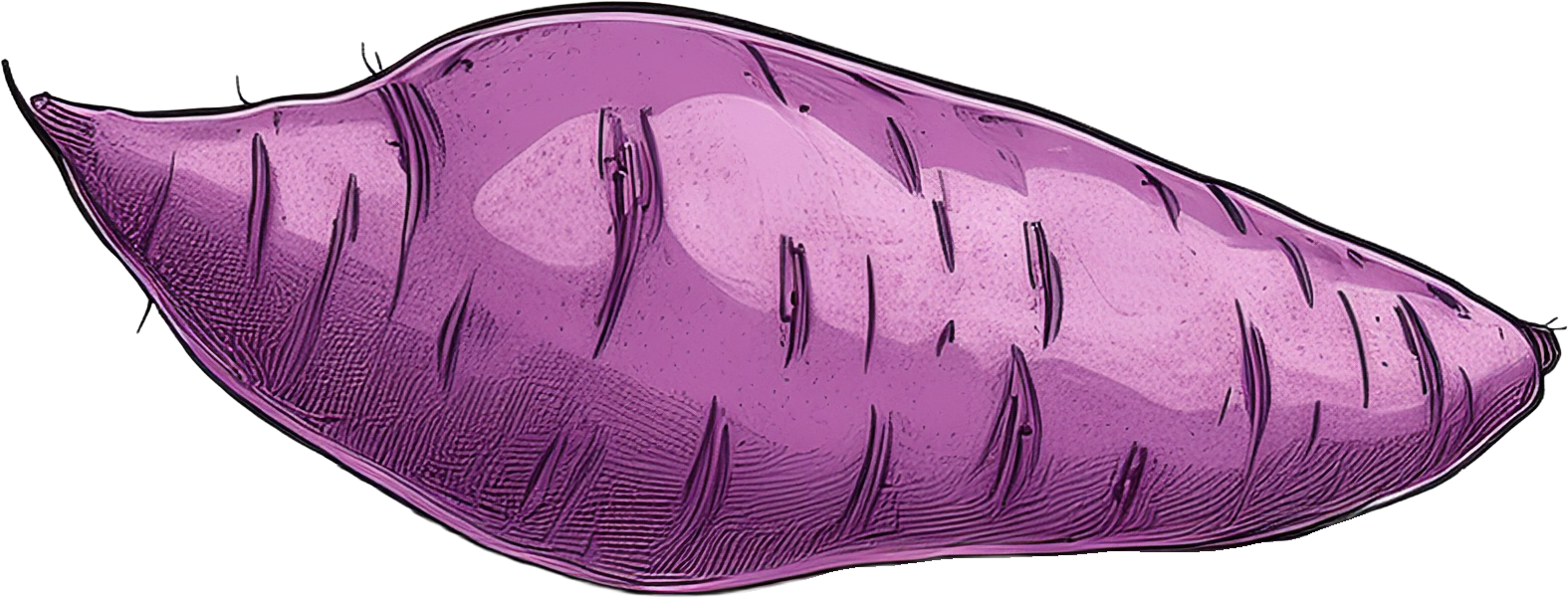 さつまいものイラスト｜商用可フリー画像・背景透過