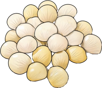 ぎんなんのイラスト｜商用可フリー画像・背景透過