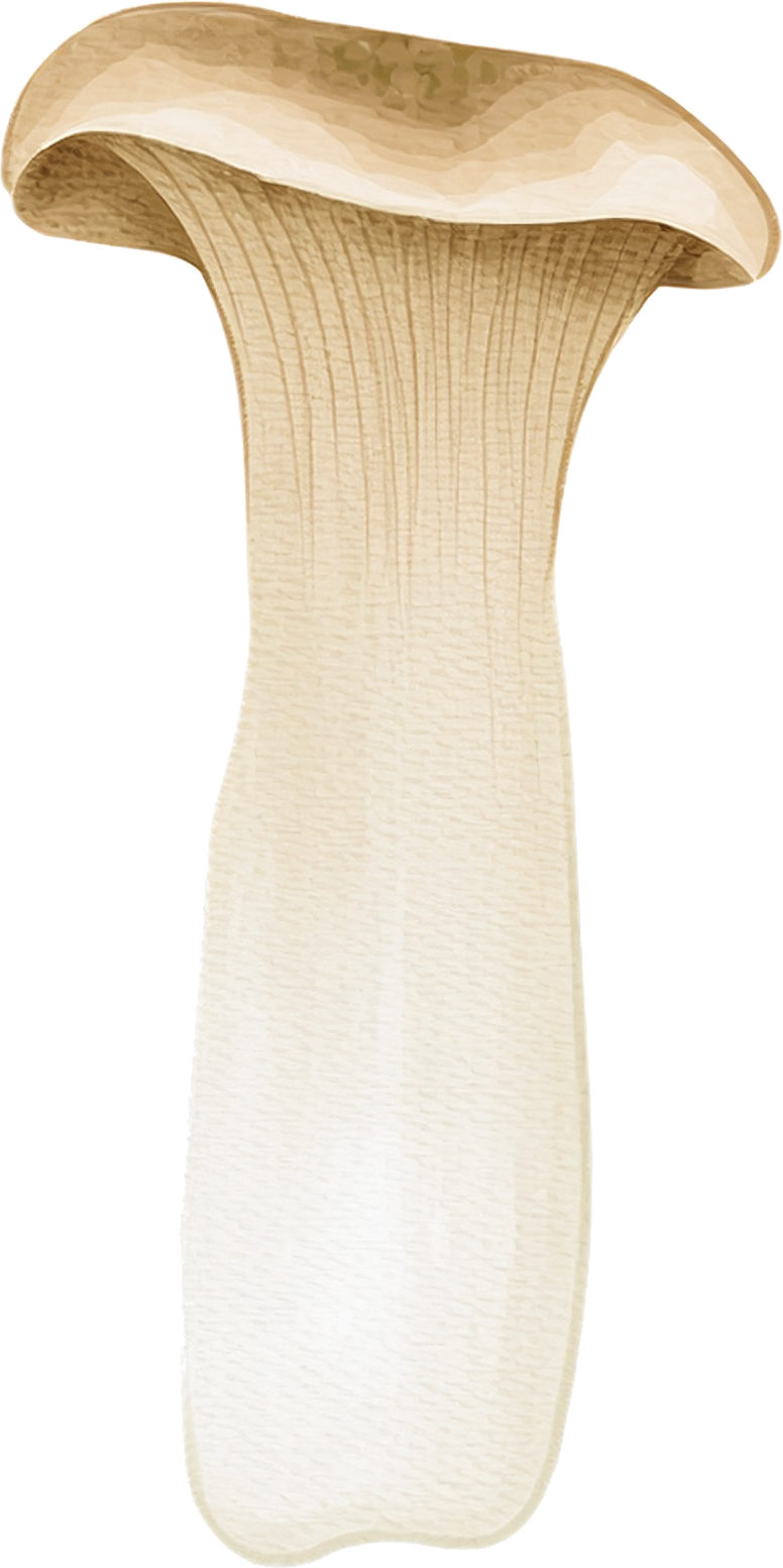 エリンギのイラスト｜商用可フリー画像・背景透過