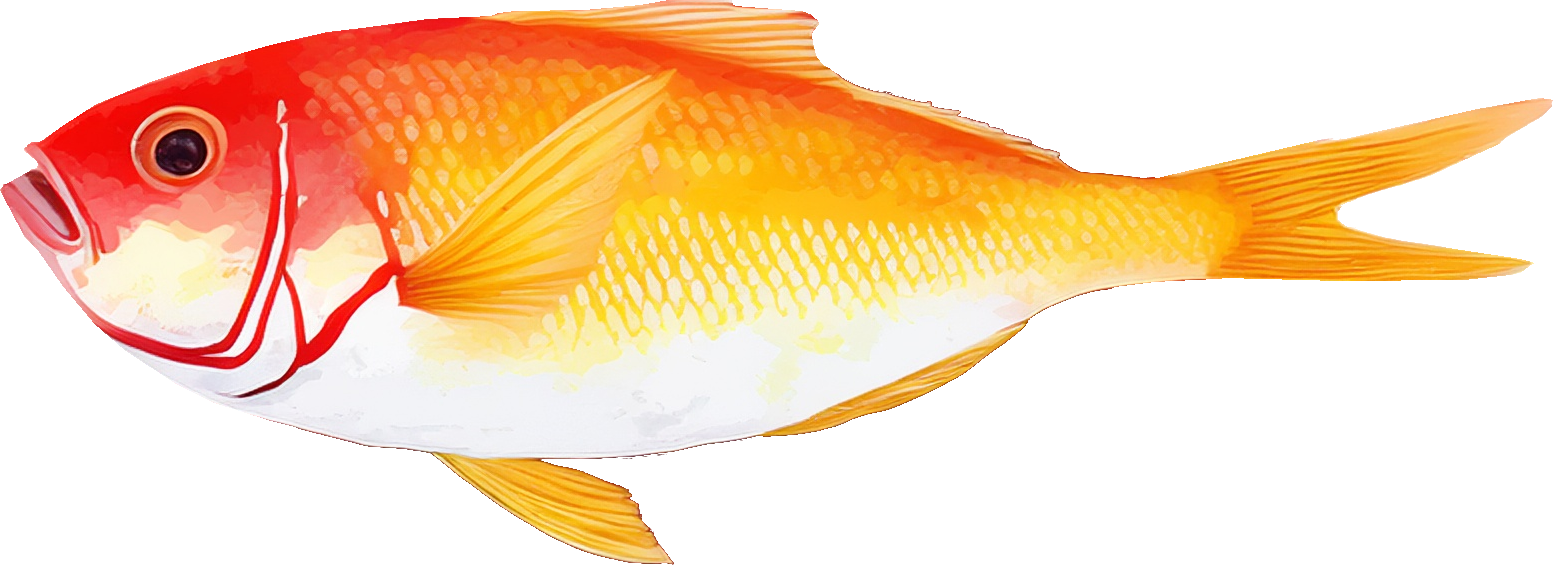 きんめだいのイラスト｜商用可フリー画像・背景透過