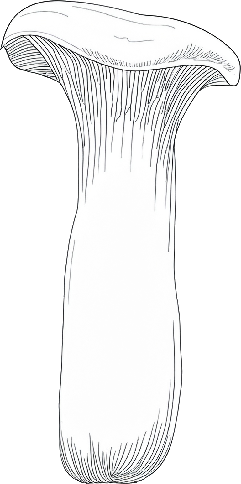 エリンギのイラスト｜商用可フリー画像・背景透過