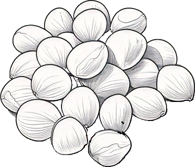 ぎんなんのイラスト｜商用可フリー画像・背景透過