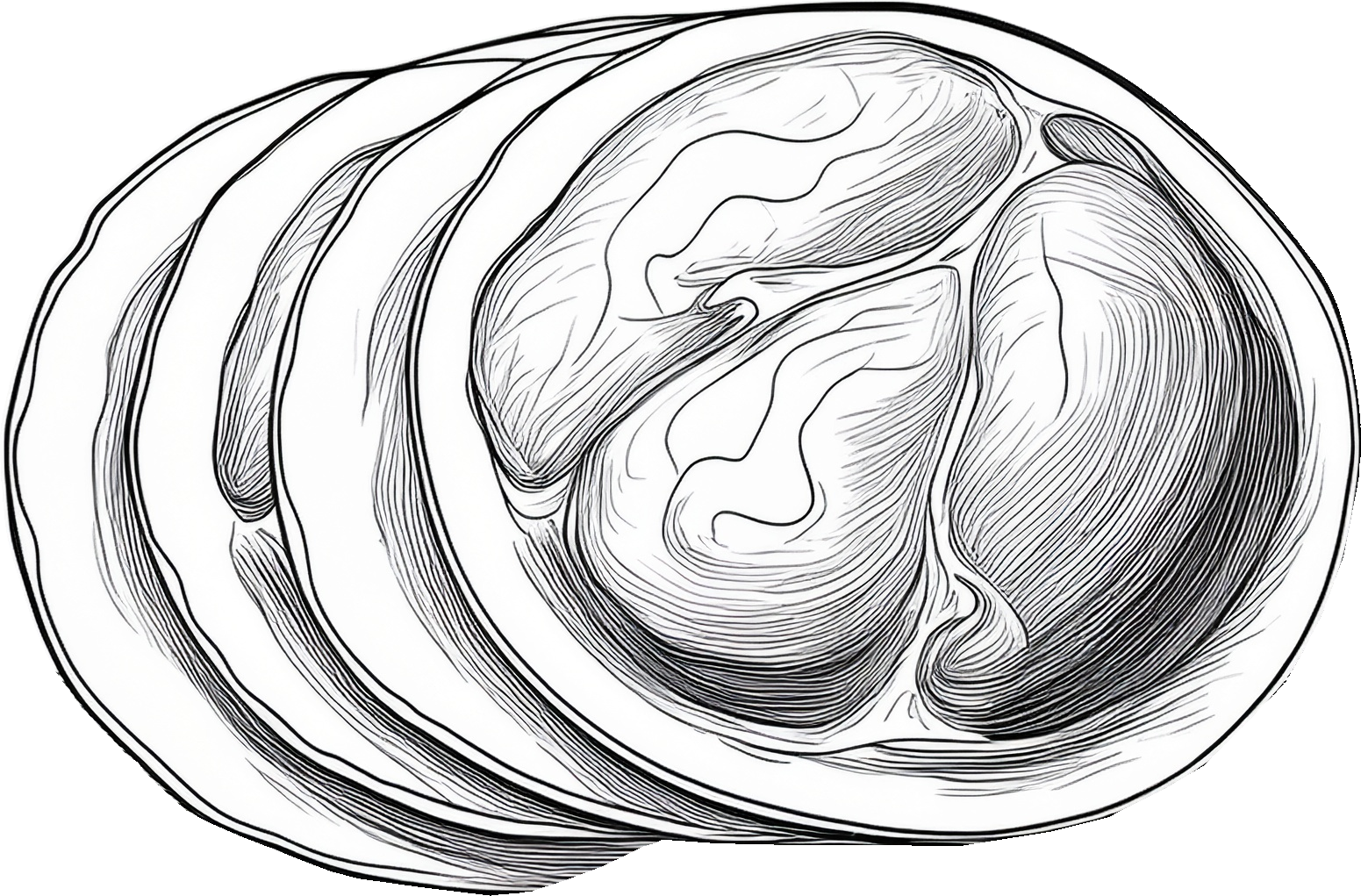 ハムのイラスト｜商用可フリー画像・背景透過