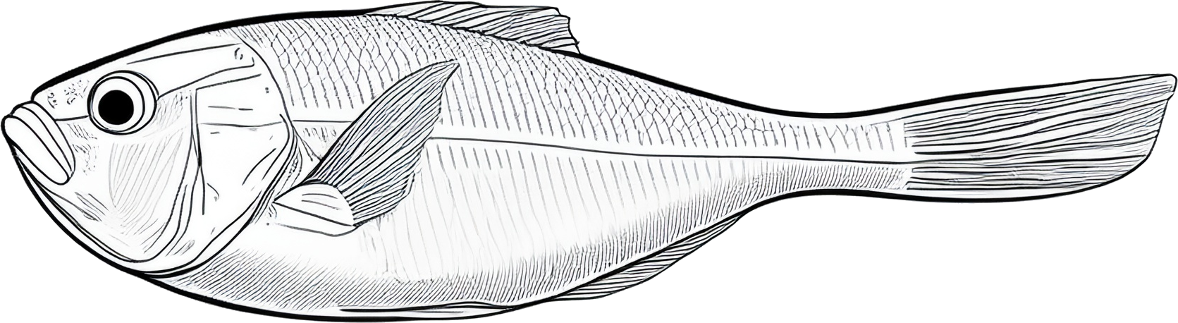 きんめだいのイラスト｜商用可フリー画像・背景透過