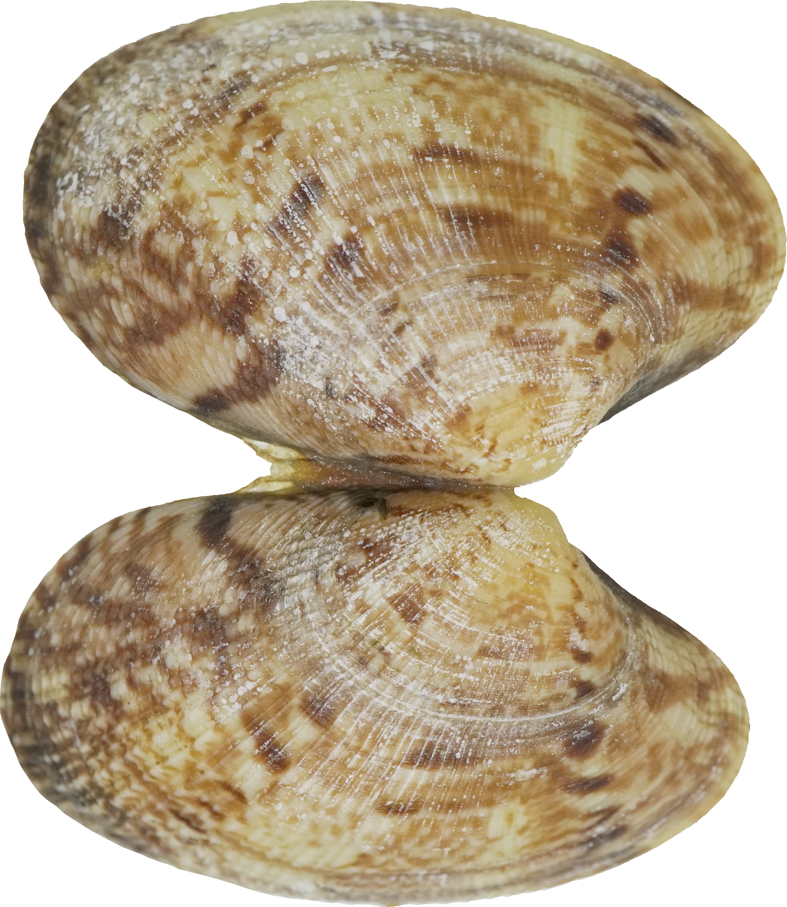 あさり｜商用可フリー画像・背景透過