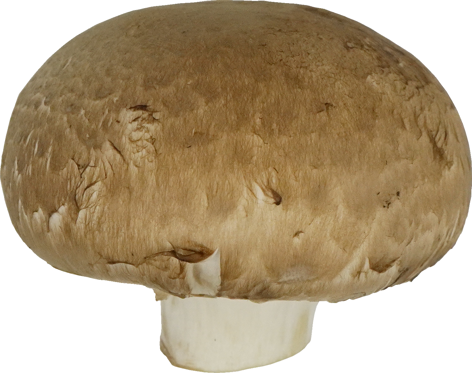 マッシュルーム（ブラウン）｜商用可フリー画像・背景透過