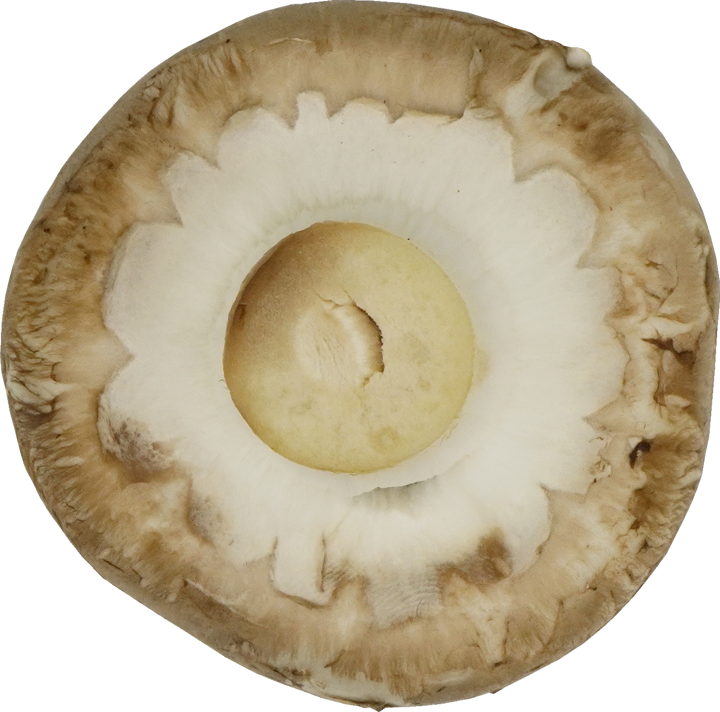 マッシュルーム（ブラウン）｜商用可フリー画像・背景透過