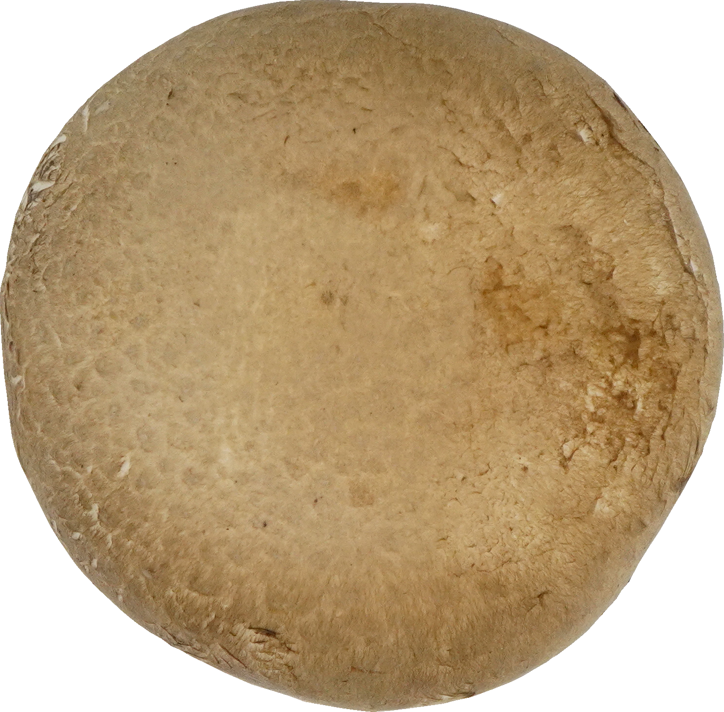 マッシュルーム（ブラウン）｜商用可フリー画像・背景透過