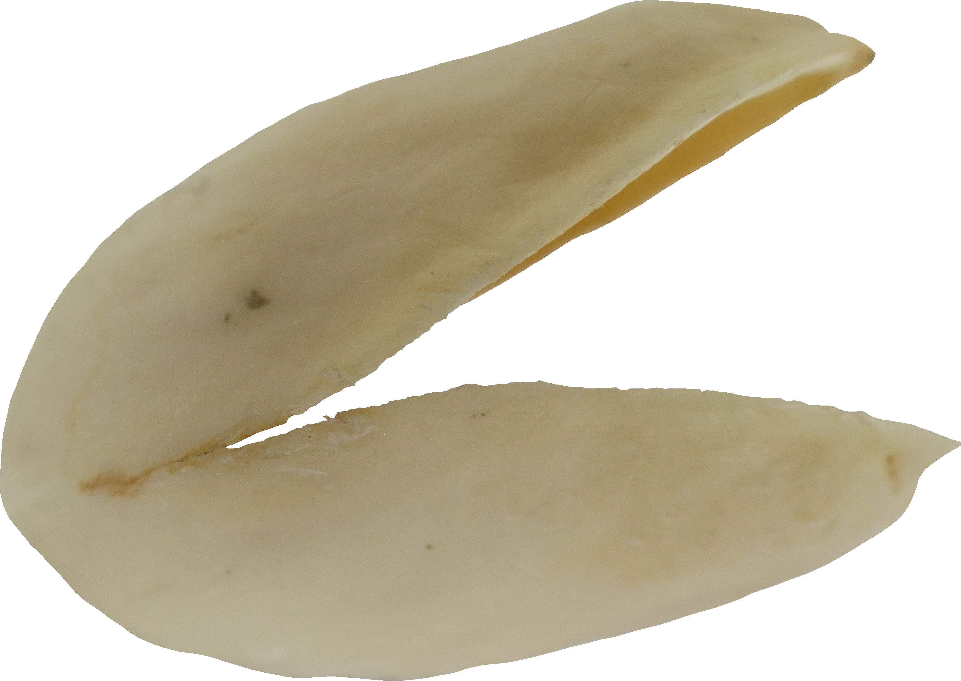 ピスタチオ｜商用可フリー画像・背景透過