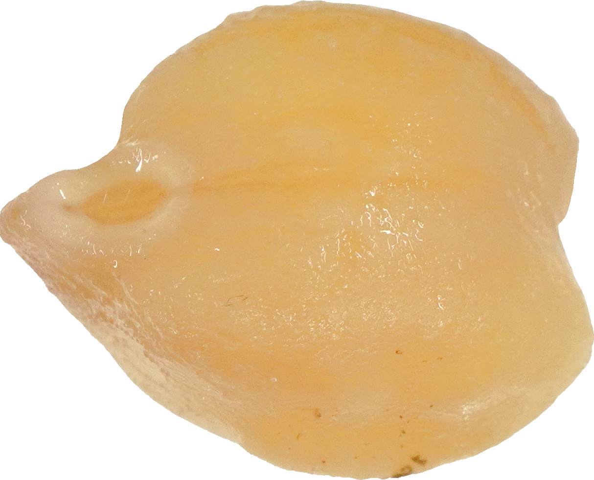 ひよこまめ(ゆで)｜商用可フリー画像・背景透過