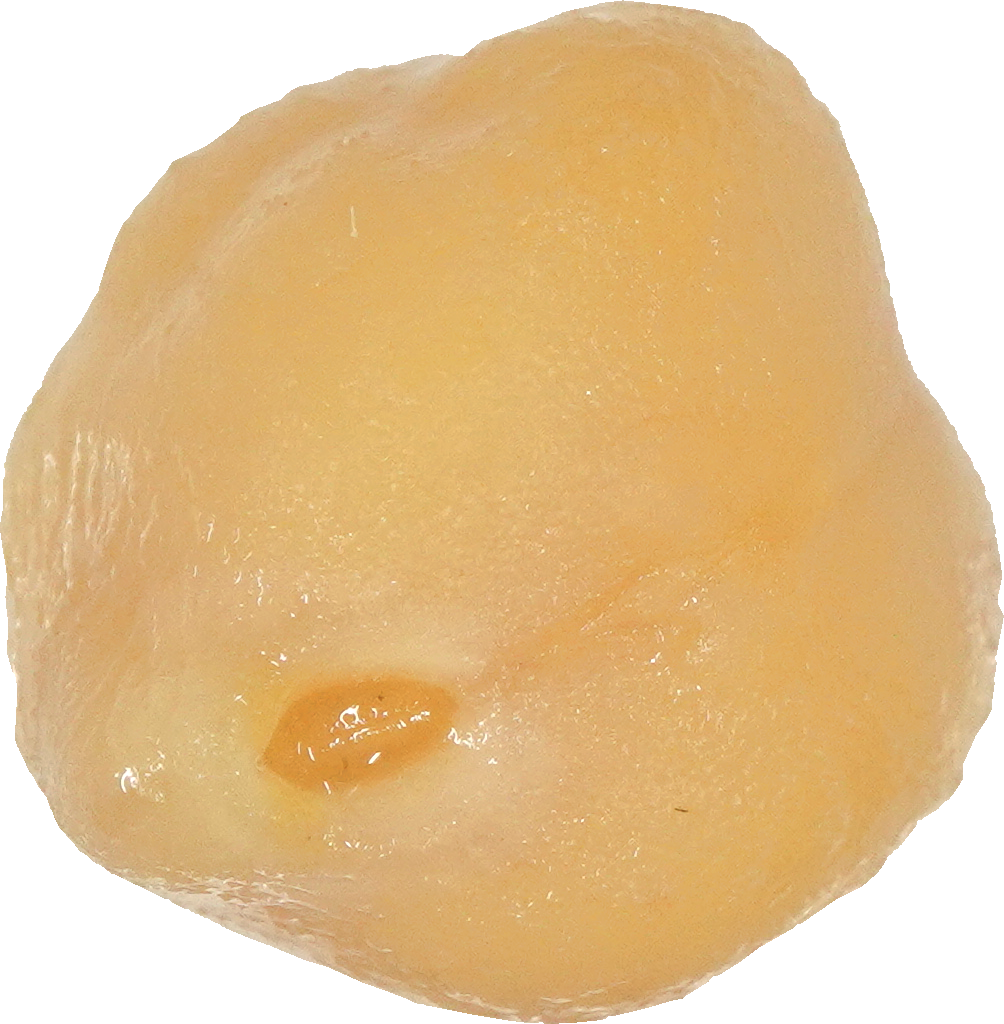 ひよこまめ(ゆで)｜商用可フリー画像・背景透過