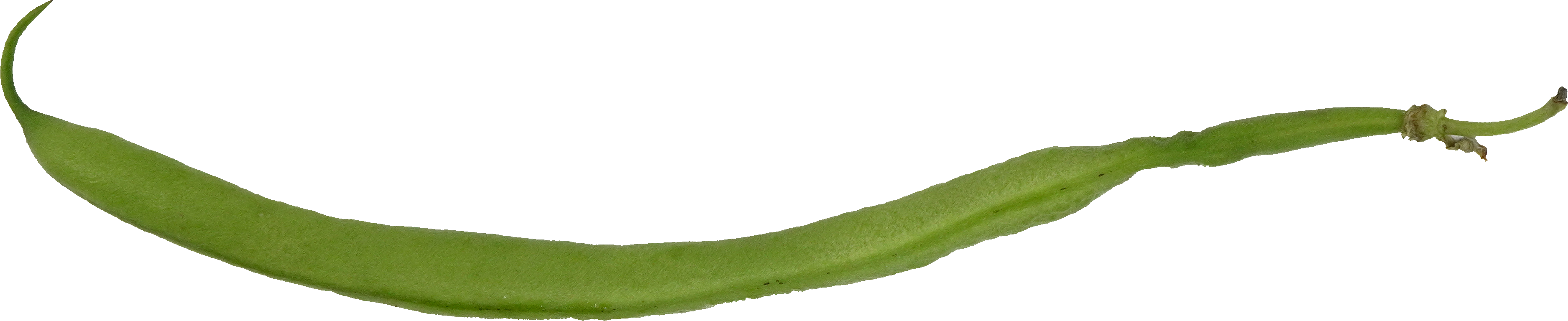 さやいんげん｜商用可フリー画像・背景透過