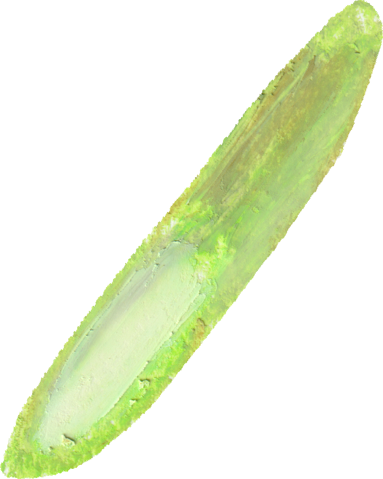 アスパラのイラスト｜商用可フリー画像・背景透過