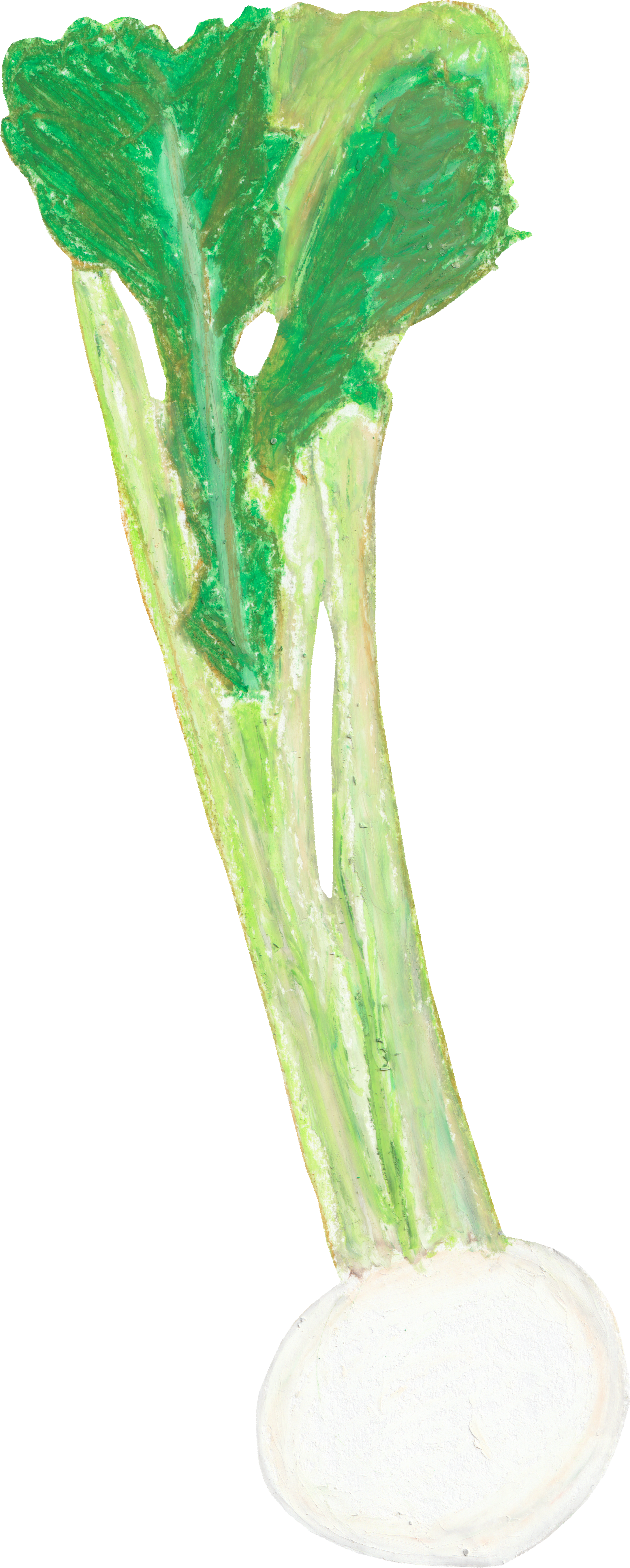 かぶのイラスト｜商用可フリー画像・背景透過