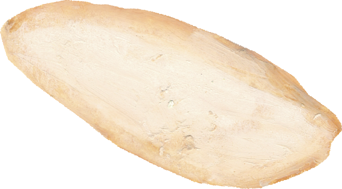 ごぼうのイラスト｜商用可フリー画像・背景透過