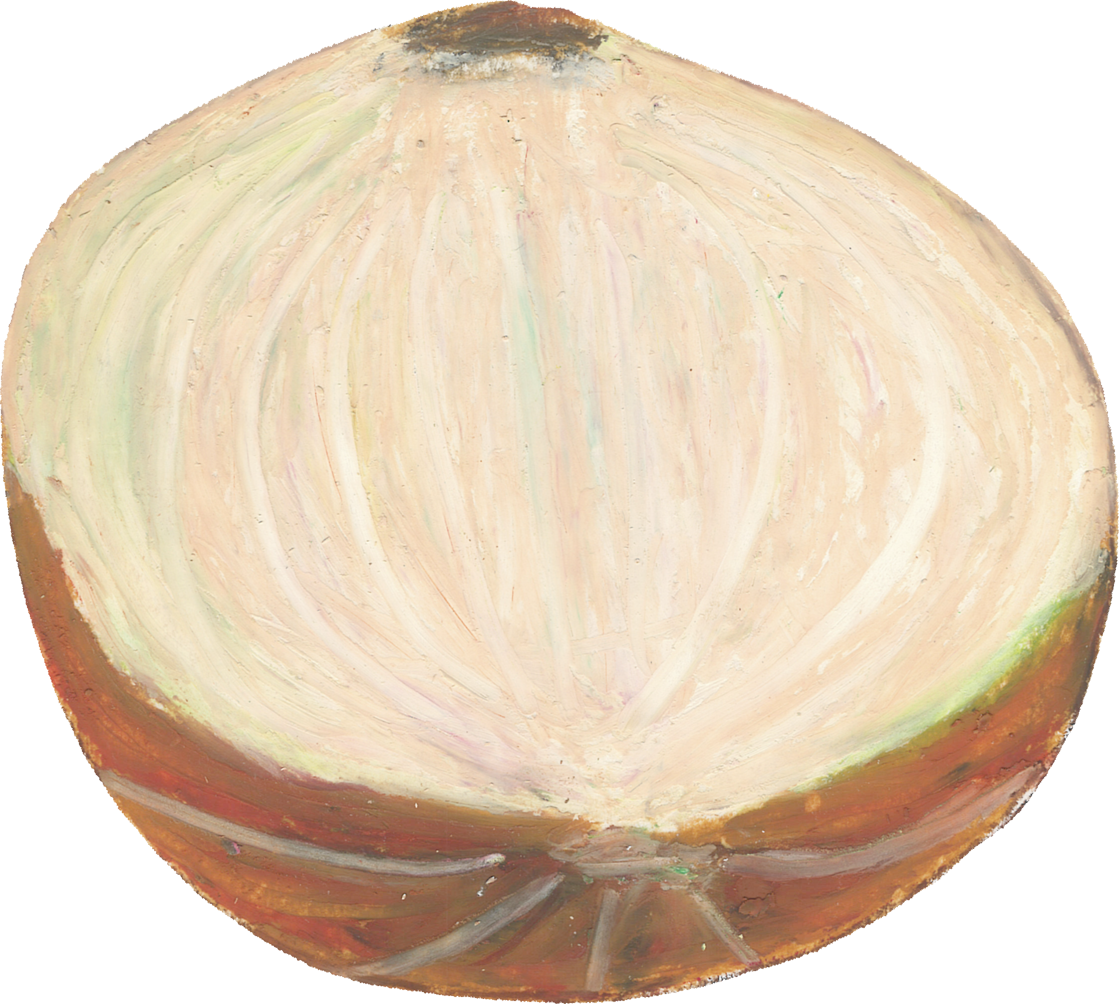 たまねぎのイラスト｜商用可フリー画像・背景透過