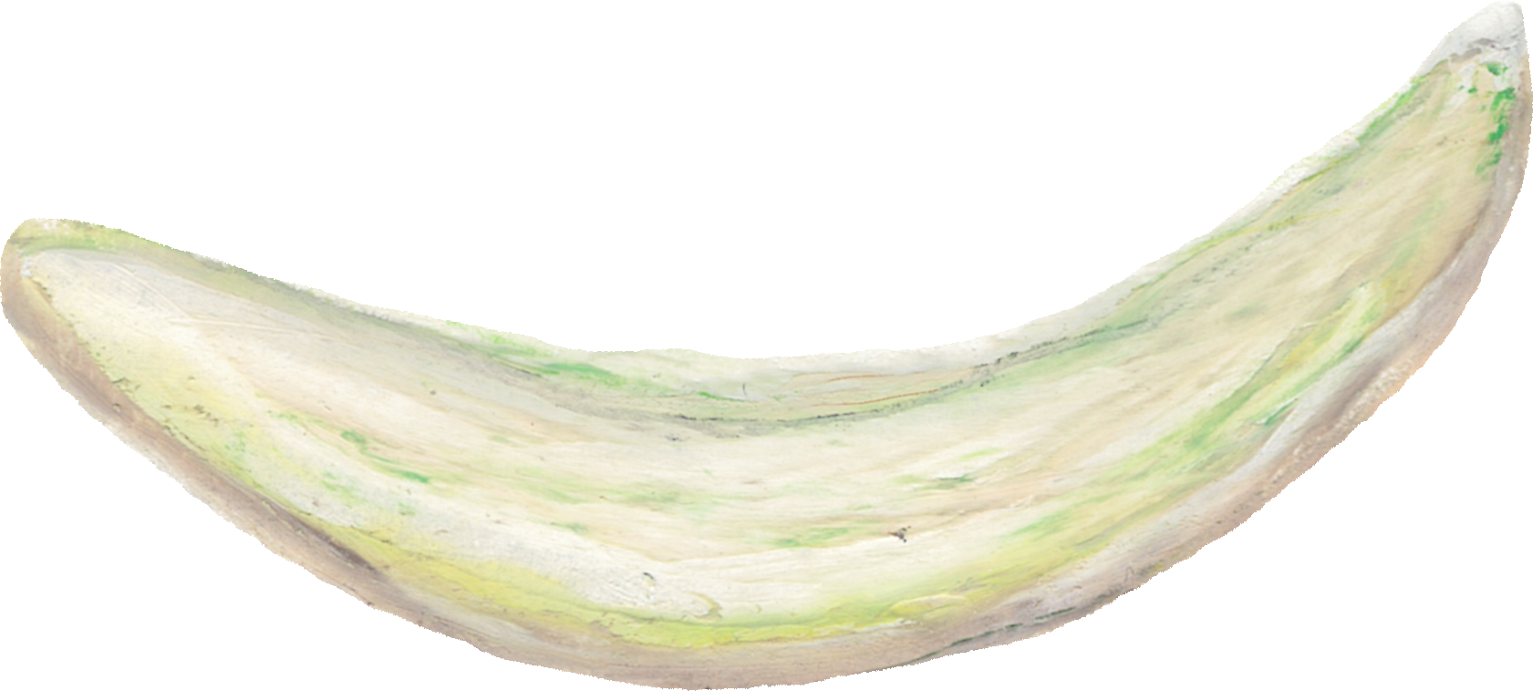 たまねぎのイラスト｜商用可フリー画像・背景透過