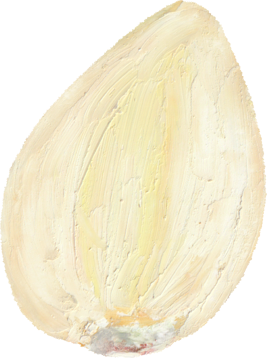 にんにくのイラスト｜商用可フリー画像・背景透過