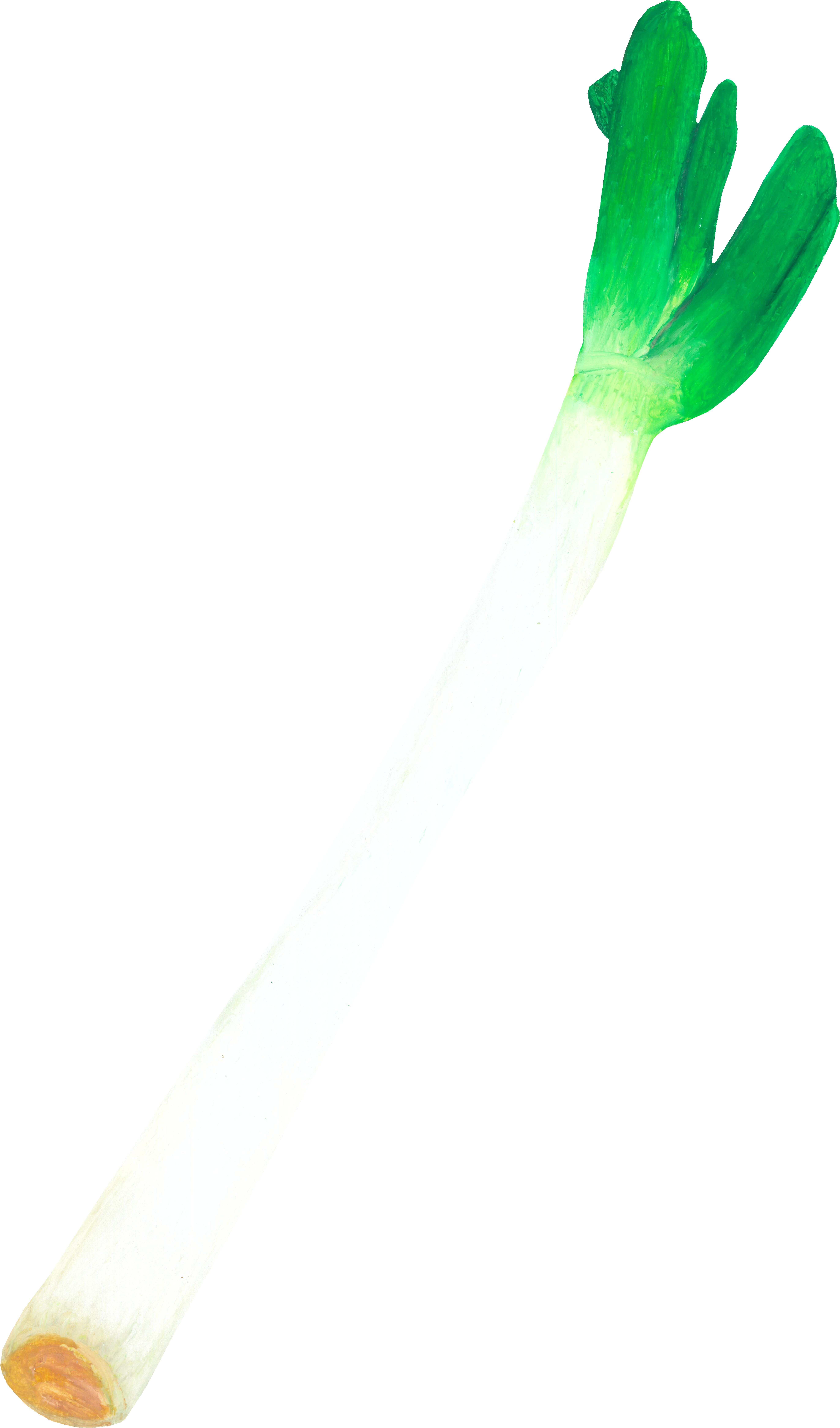 ねぎのイラスト｜商用可フリー画像・背景透過