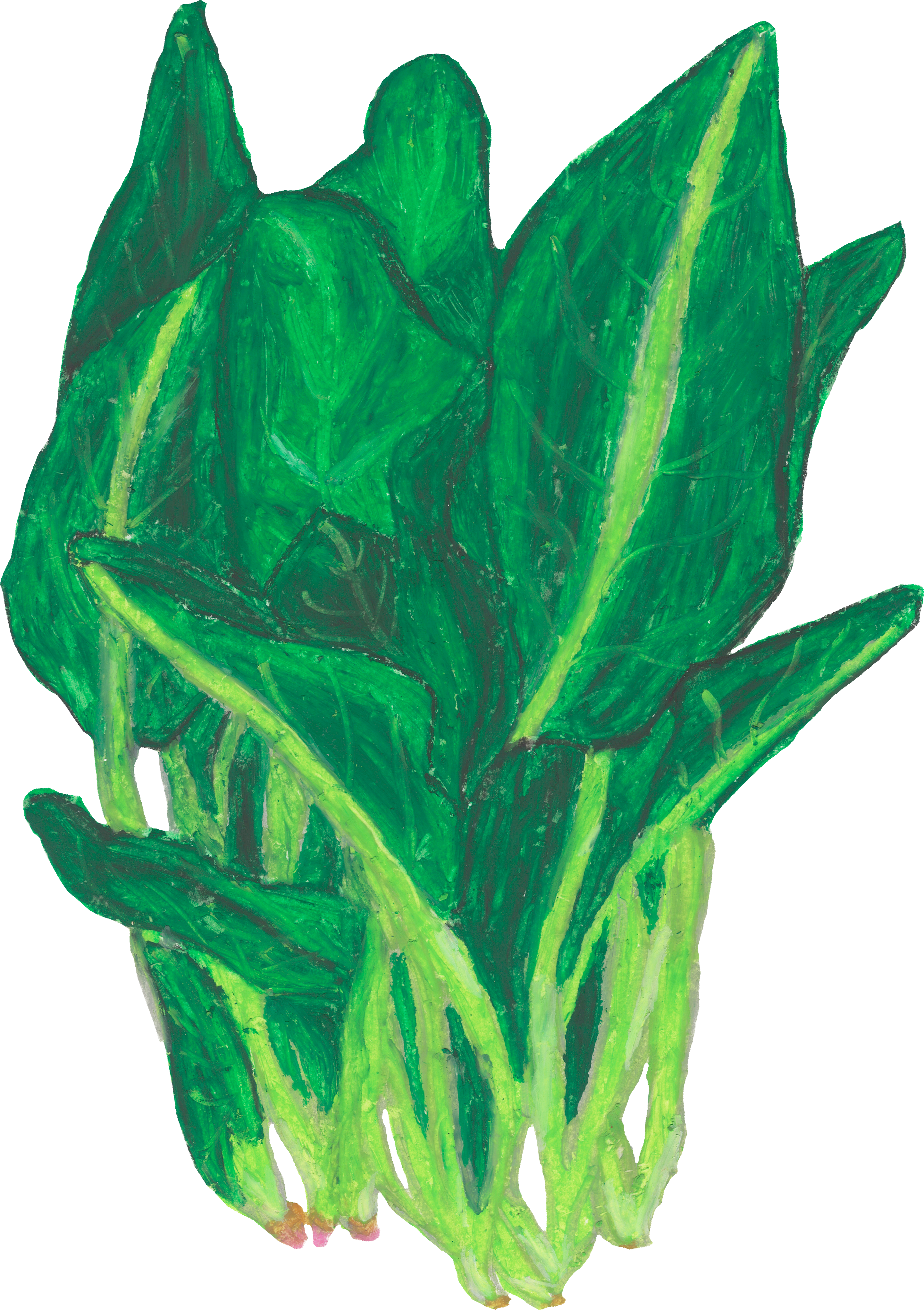 ほうれんそうのイラスト｜商用可フリー画像・背景透過