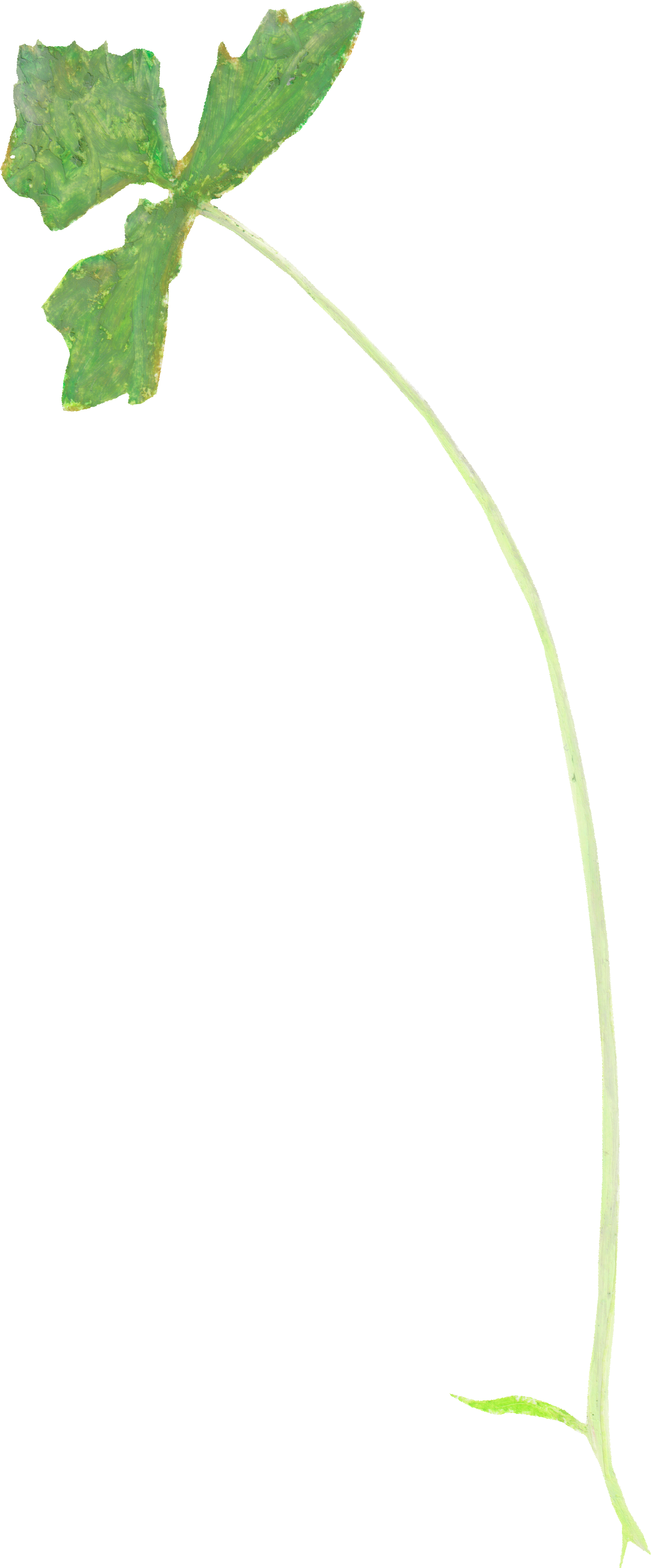 みつばのイラスト｜商用可フリー画像・背景透過