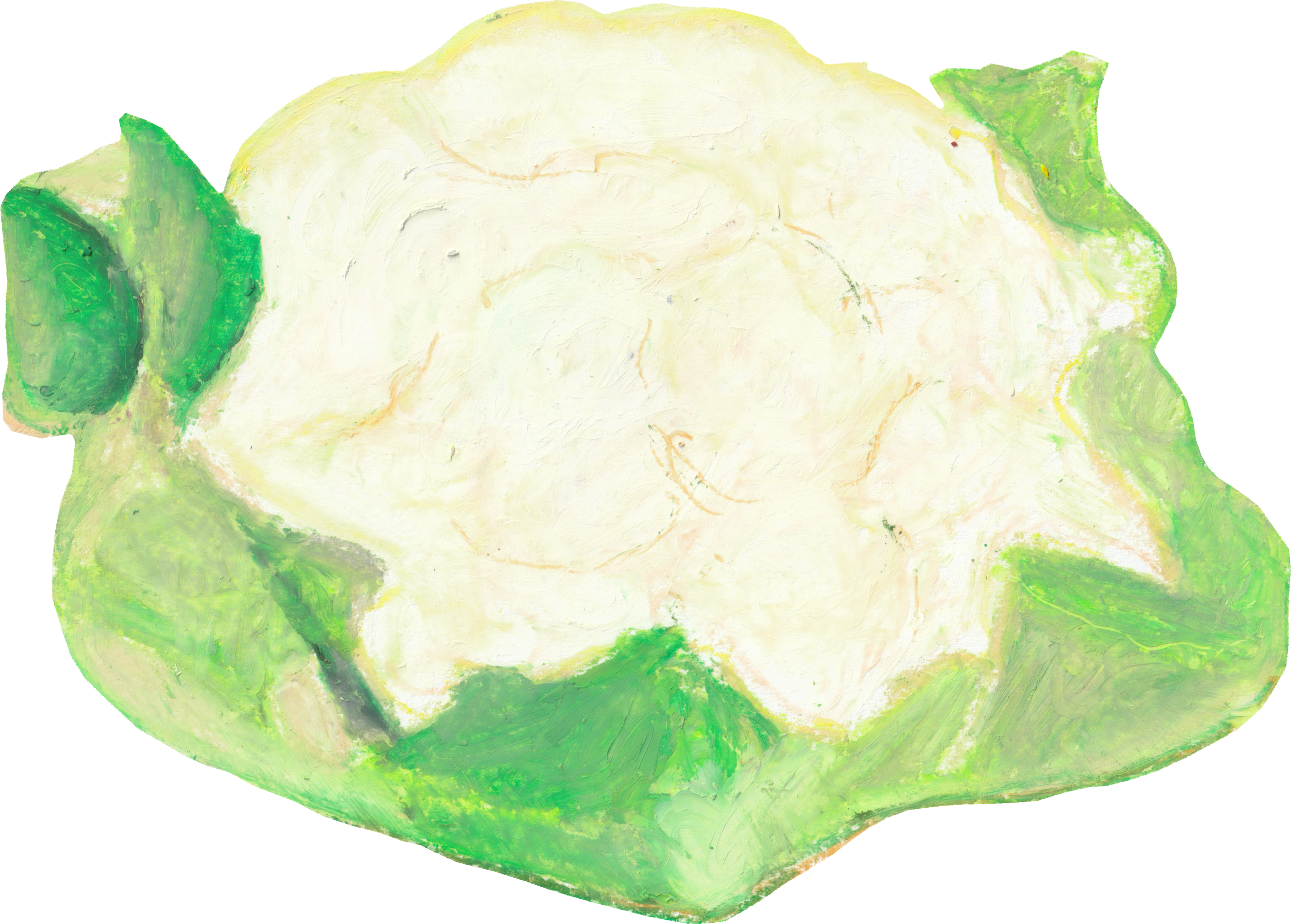 カリフラワーのイラスト｜商用可フリー画像・背景透過