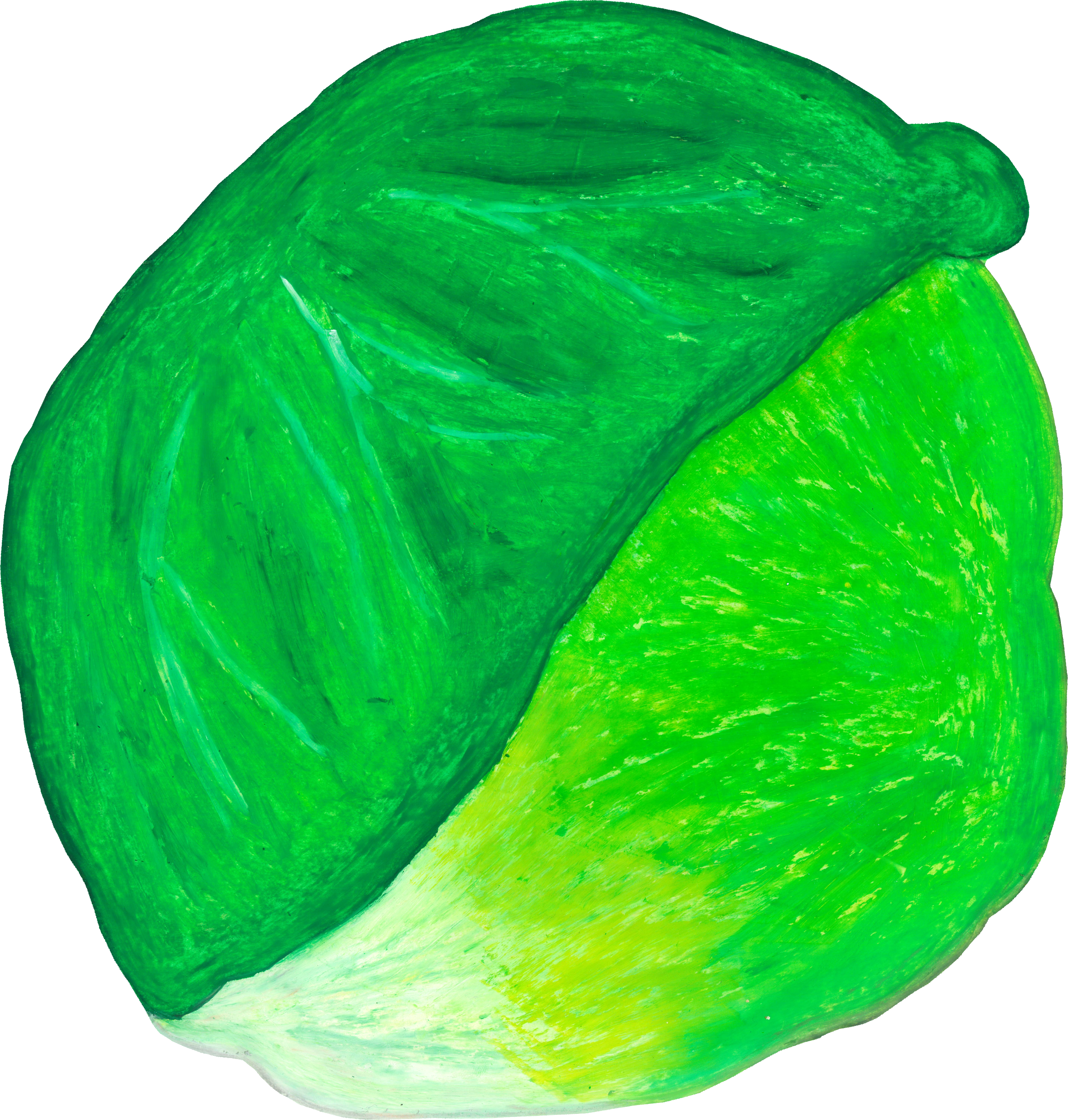 キャベツのイラスト｜商用可フリー画像・背景透過