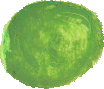 グリンピースのイラスト｜商用可フリー画像・背景透過