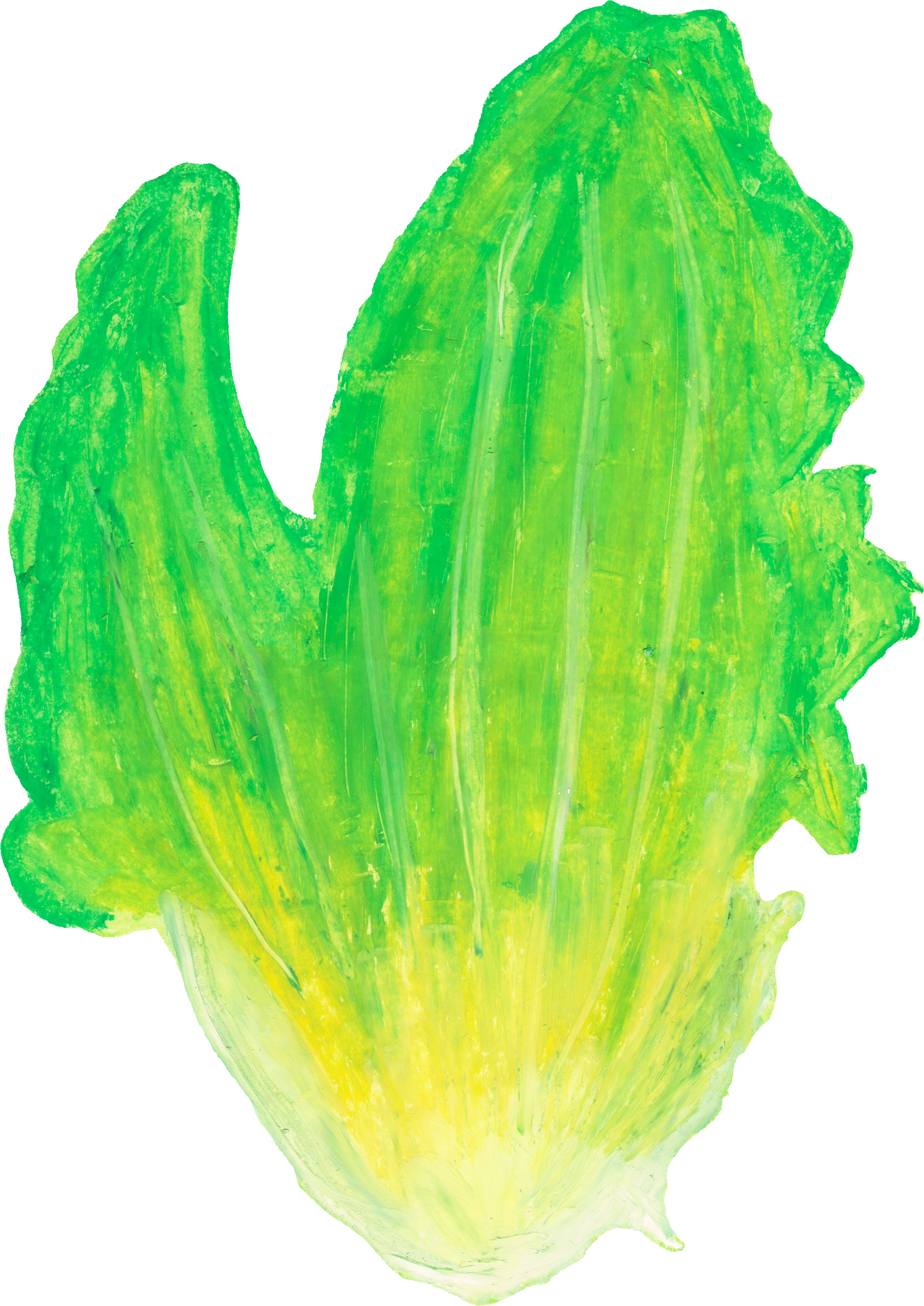 レタスのイラスト｜商用可フリー画像・背景透過