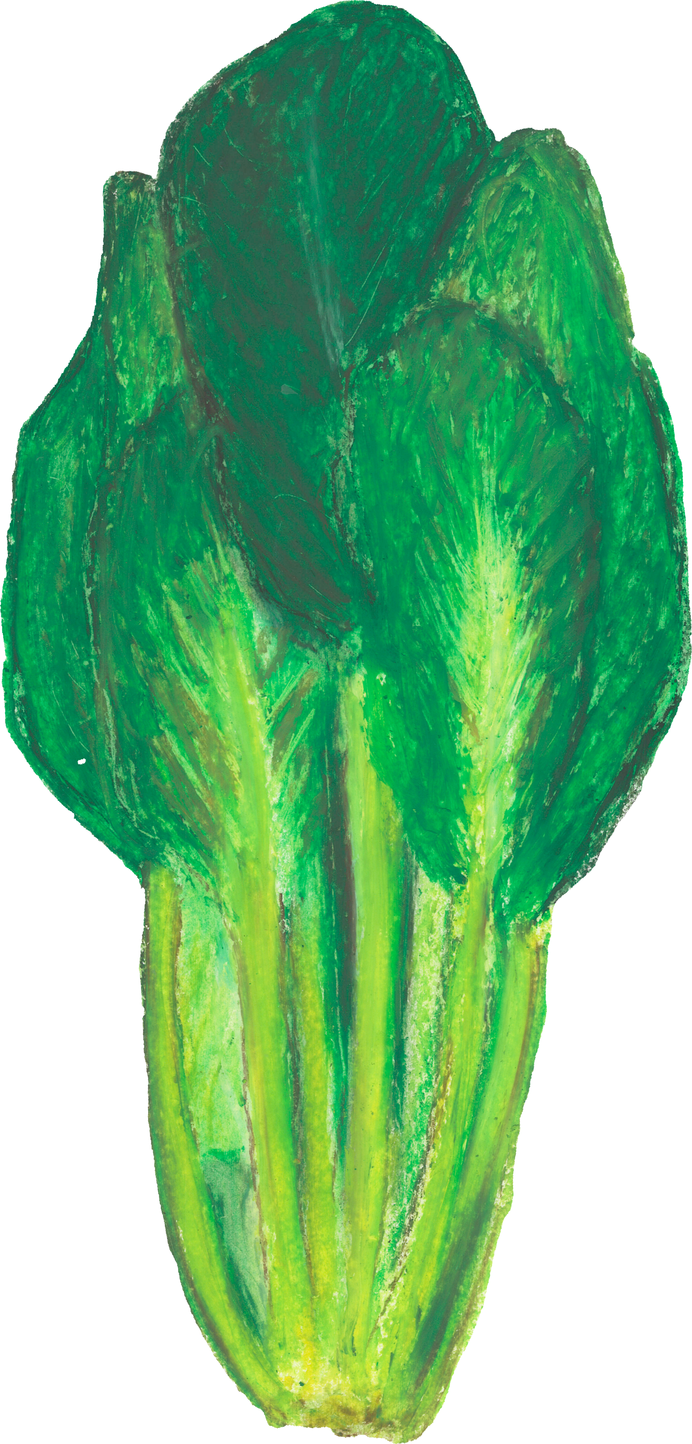 小松菜のイラスト｜商用可フリー画像・背景透過