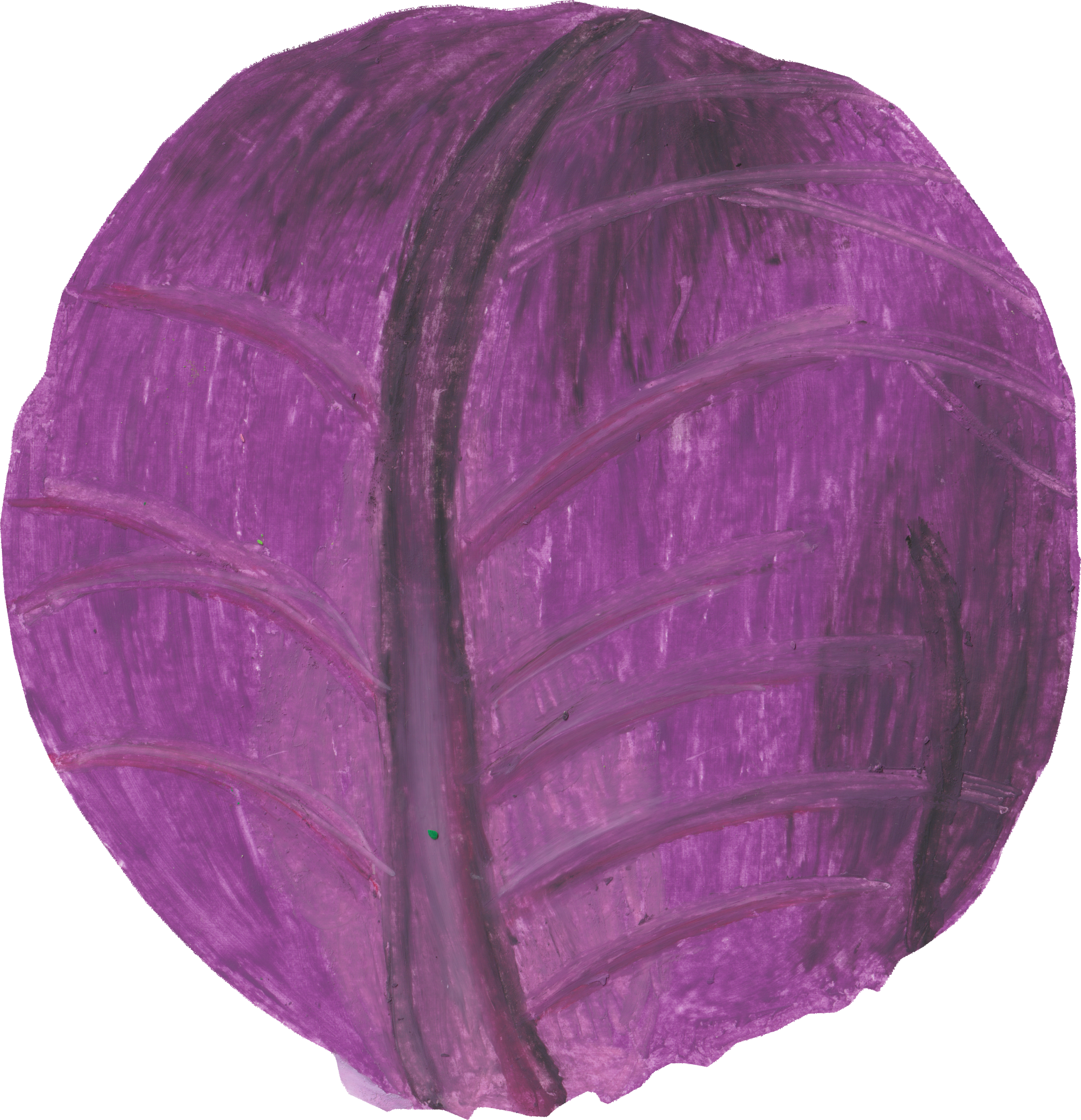 紫キャベツのイラスト｜商用可フリー画像・背景透過