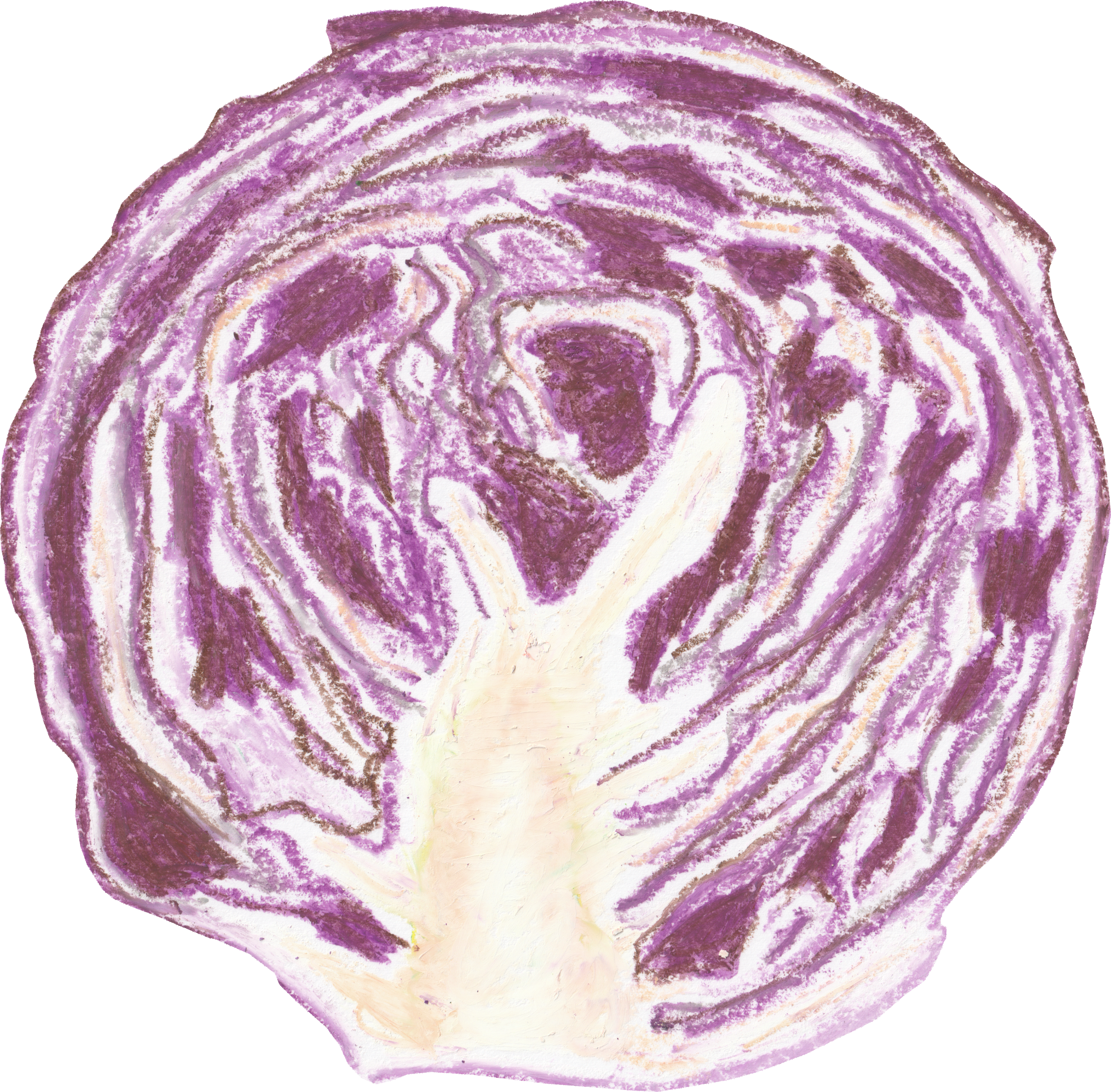 紫キャベツのイラスト｜商用可フリー画像・背景透過