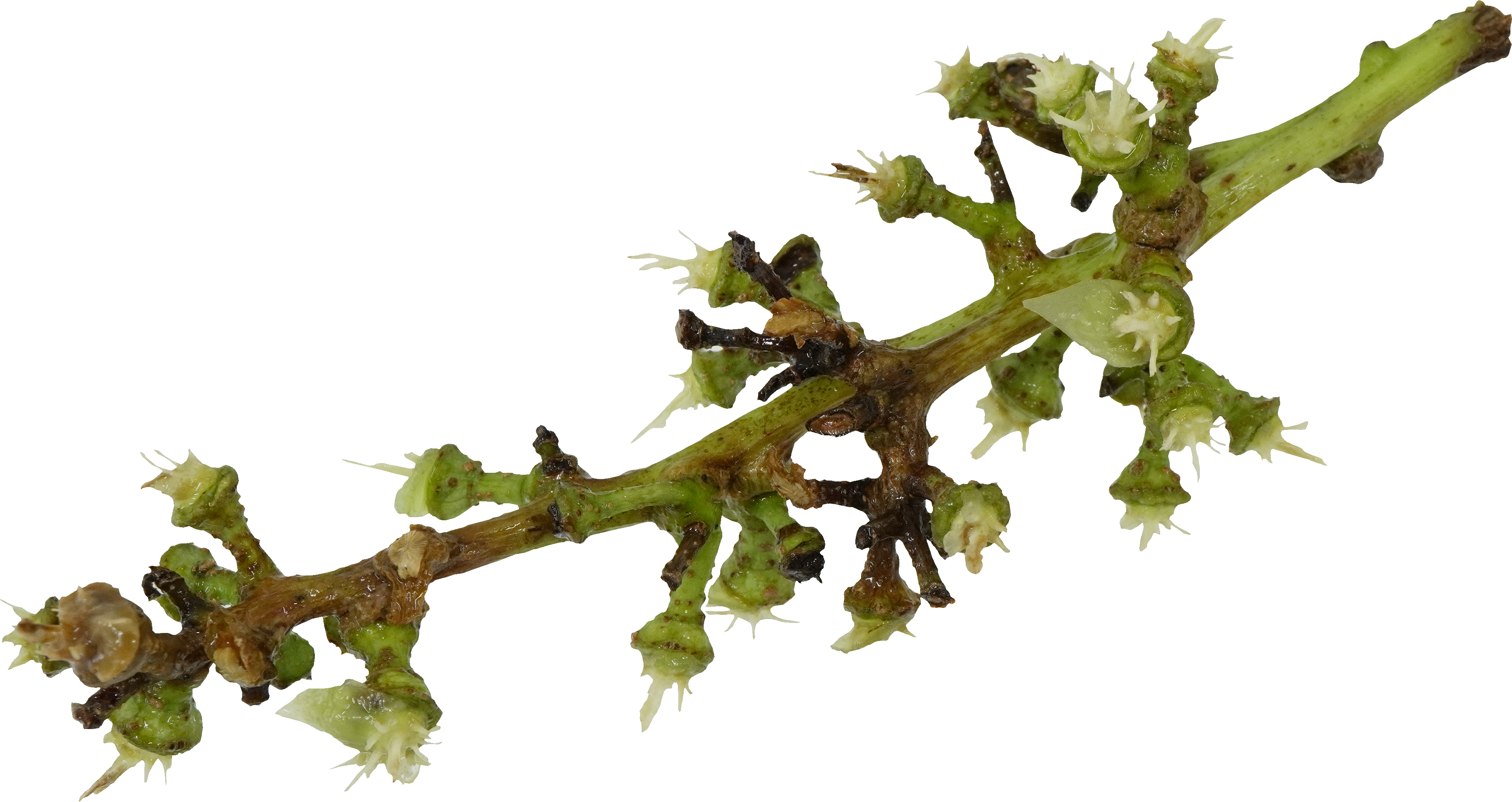 シャインマスカット｜商用可フリー画像・背景透過