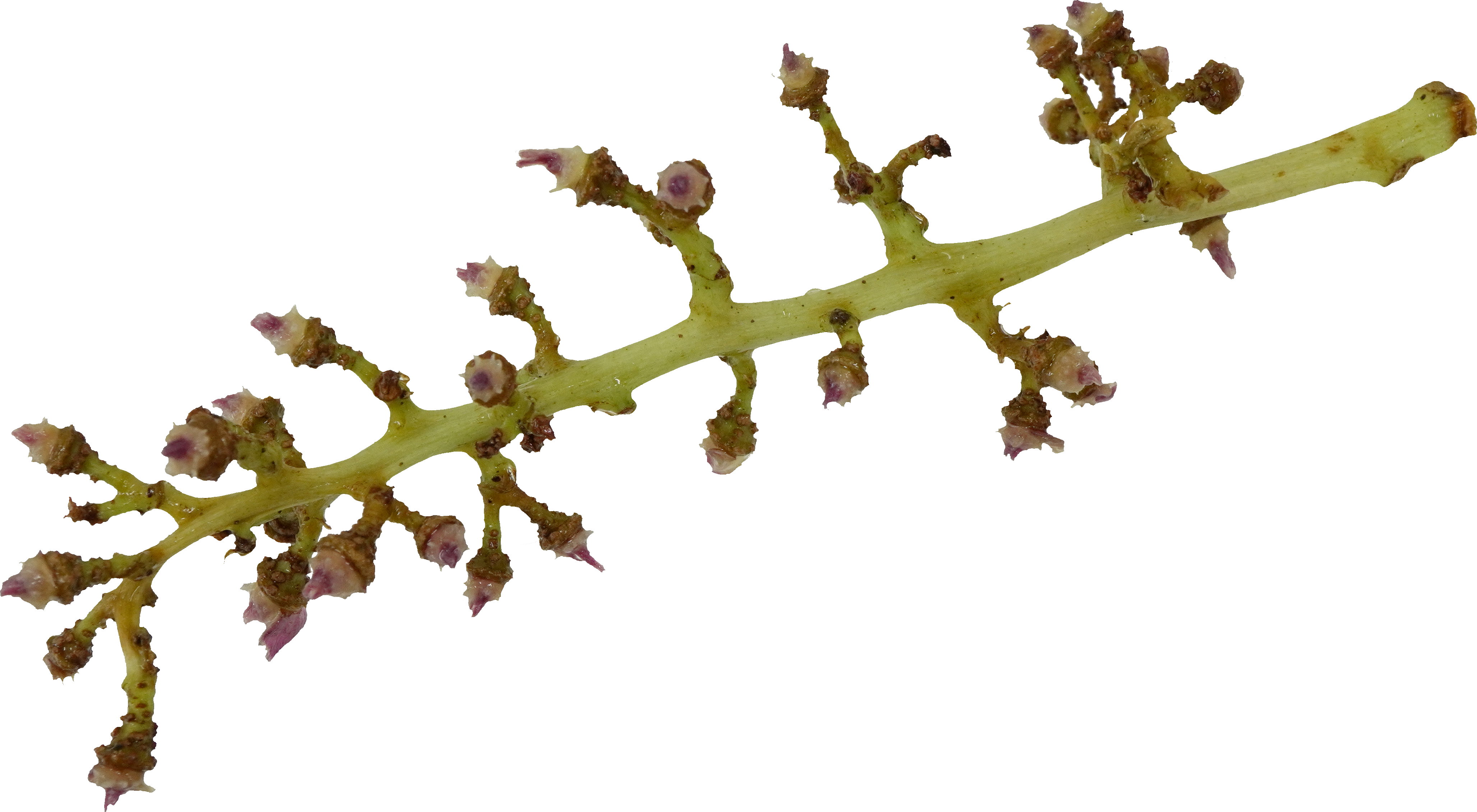 ぶどう（巨峰）｜商用可フリー画像・背景透過