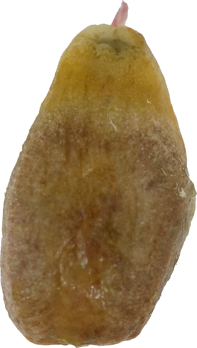 ぶどう（巨峰）｜商用可フリー画像・背景透過